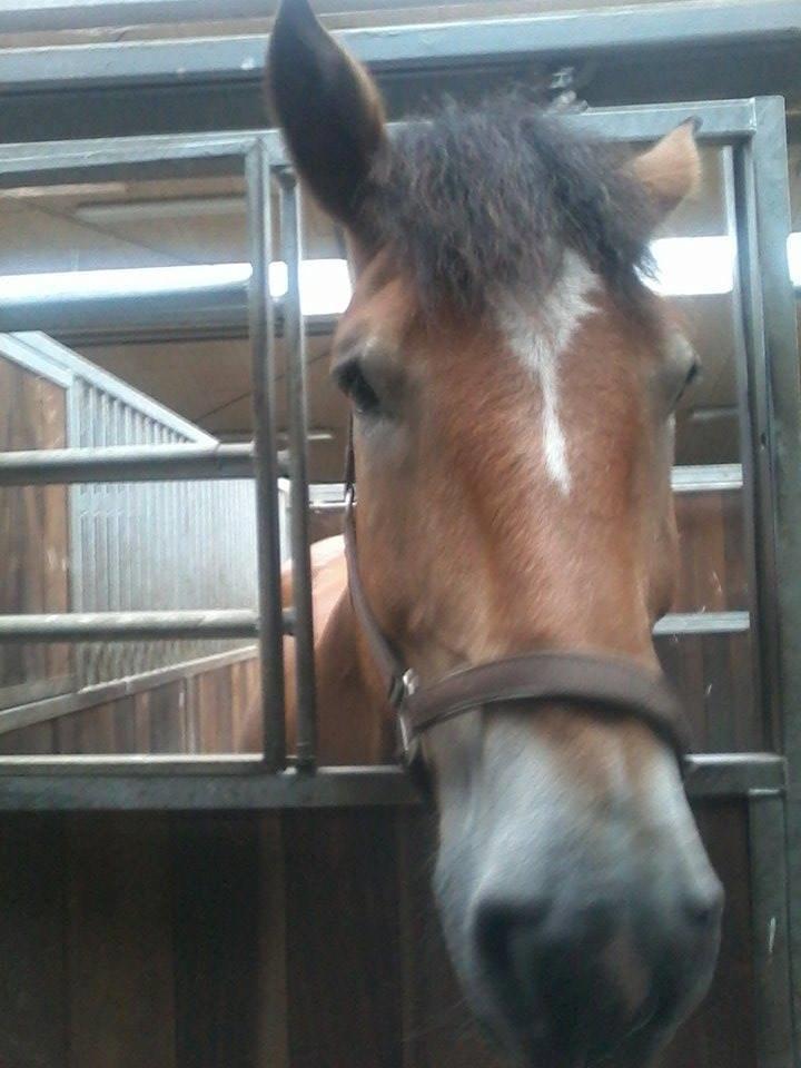 Ardenner Arne billede 5