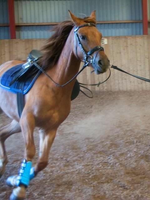 DSP Baily billede 17