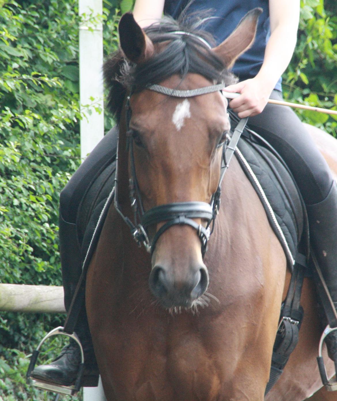 Dansk Varmblod Pauline Byhøj billede 14