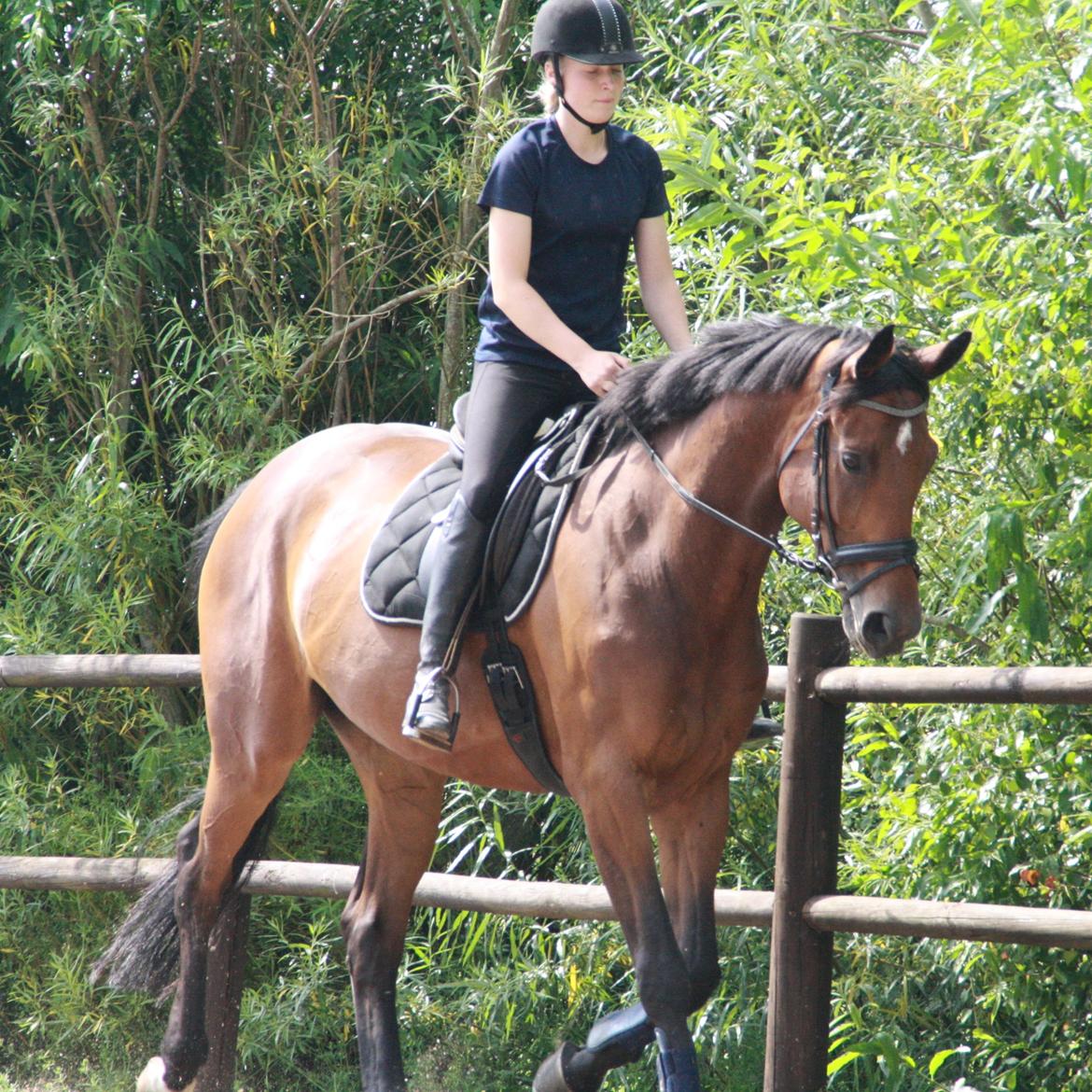 Dansk Varmblod Pauline Byhøj billede 4