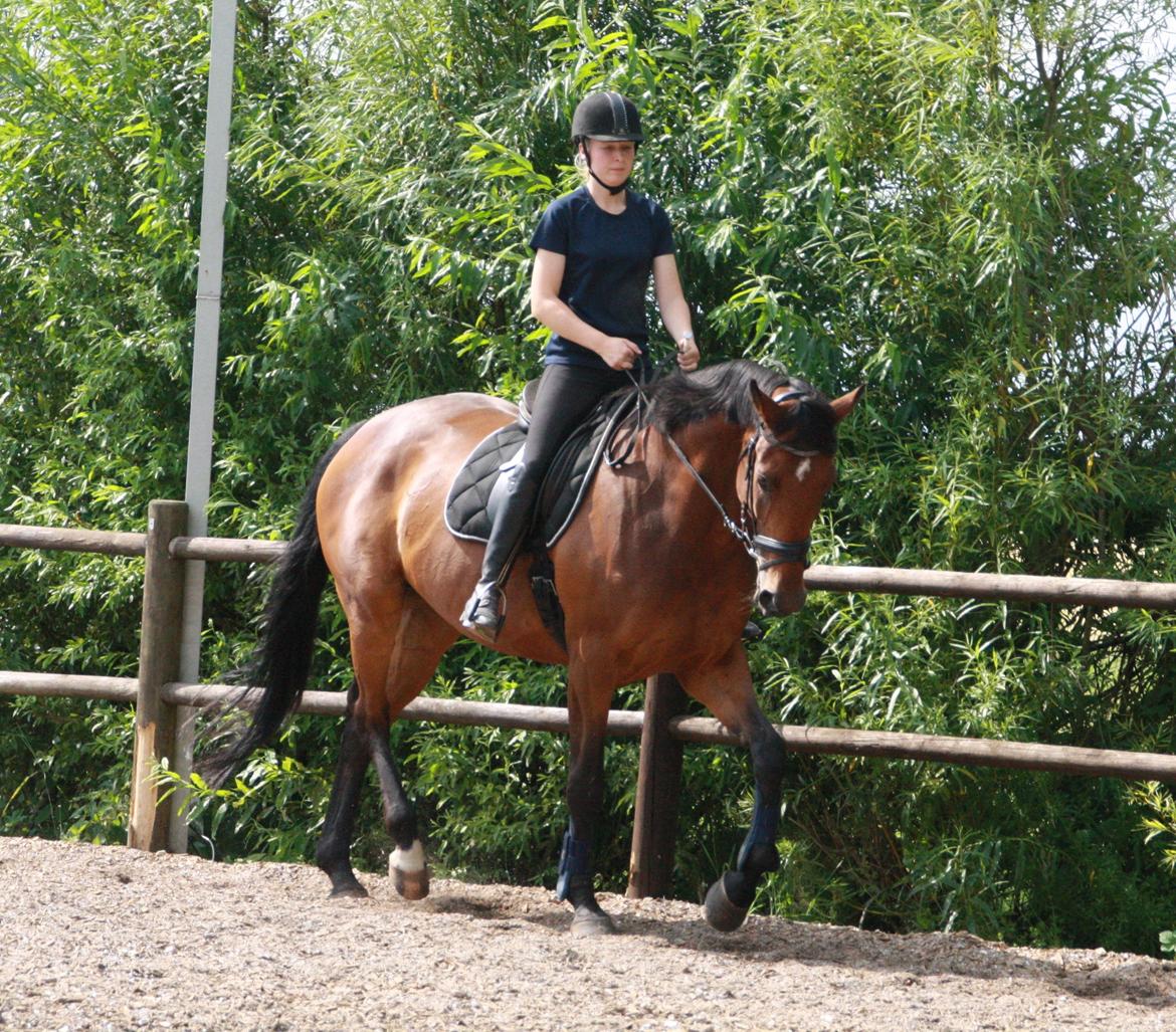Dansk Varmblod Pauline Byhøj billede 24