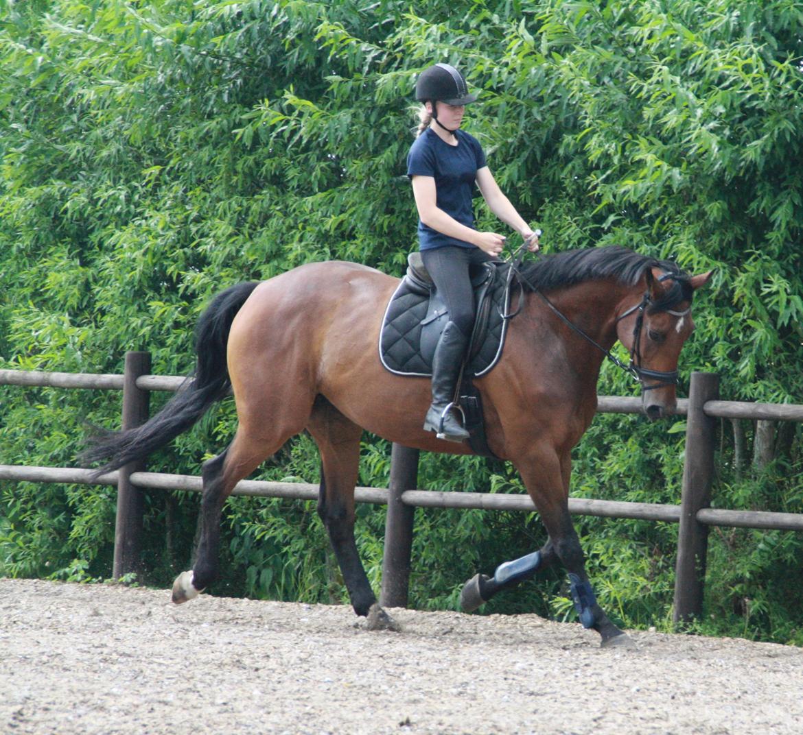 Dansk Varmblod Pauline Byhøj billede 8