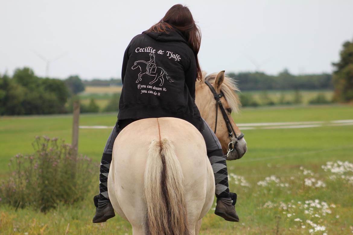 Fjordhest Tjalfe Fjordvang - Cecillie & Tjalfe - If you can dream it, you can do it! <3 billede 15