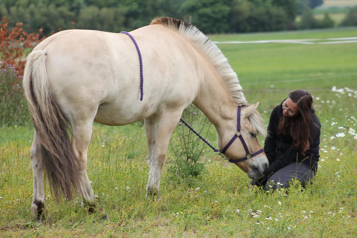 Fjordhest Tjalfe Fjordvang - I et magisk øjeblik med sin bedste ven <3 billede 2