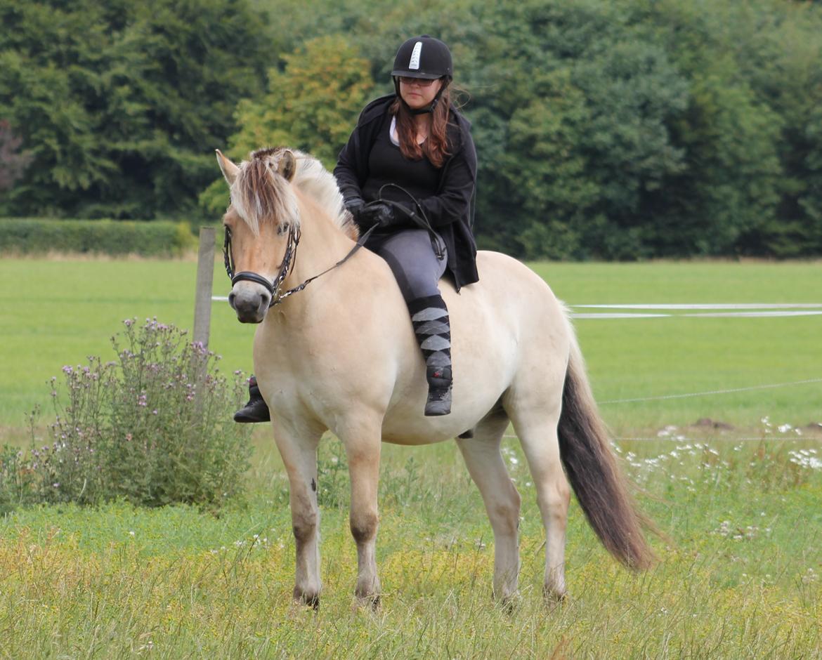 Fjordhest Tjalfe Fjordvang - Sommer 2014 <3 billede 6
