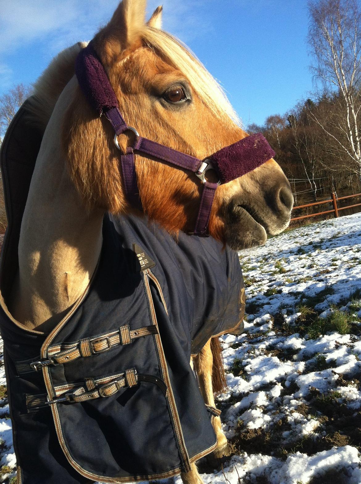 Anden særlig race Daisy (Østerlund's Rumkugle) - I vinters <3 billede 10