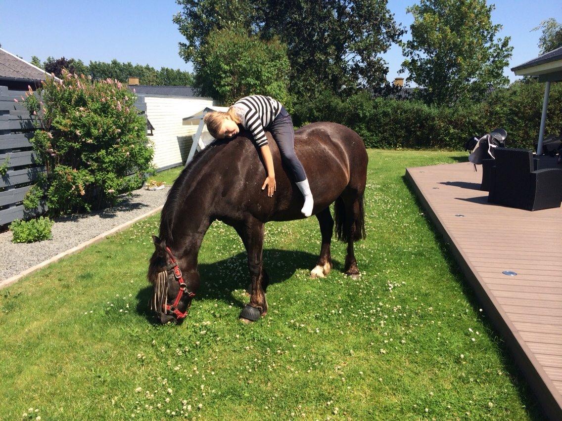 Welsh Cob (sec D) Silva - Sol, sommer, kærlighed og saftigt græs :-) billede 18