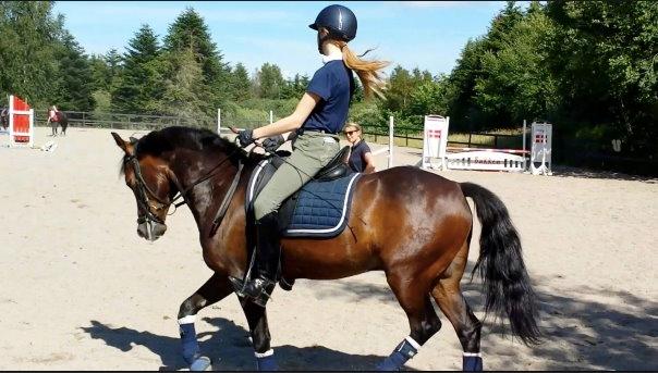 New Forest Romeo's Geiger B-pony billede 2
