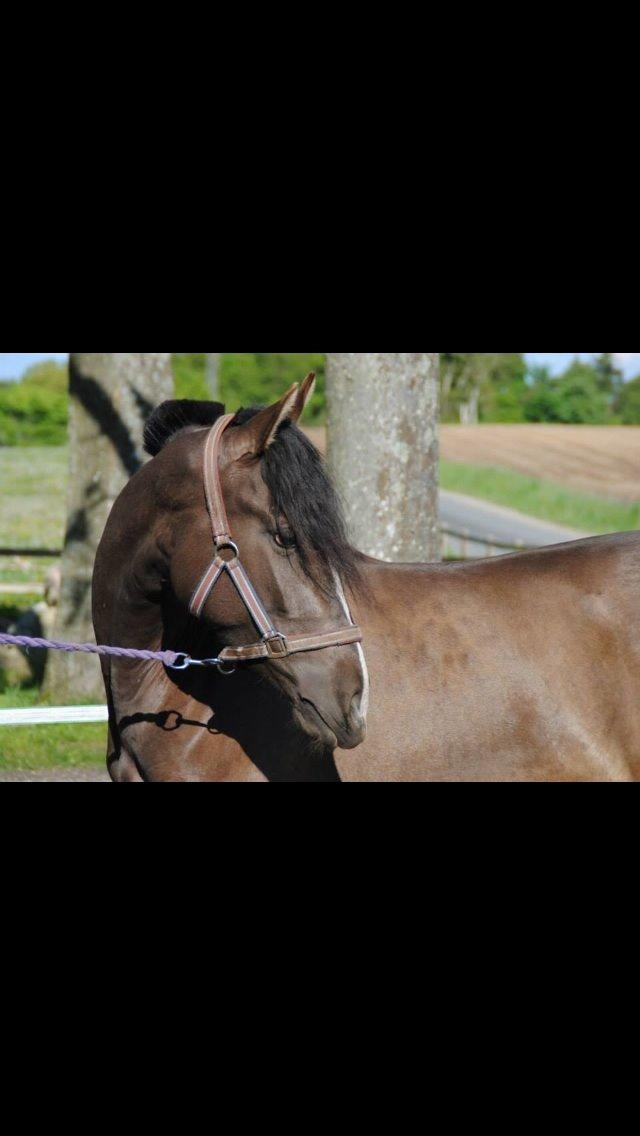Pura Raza Española Autentica billede 1