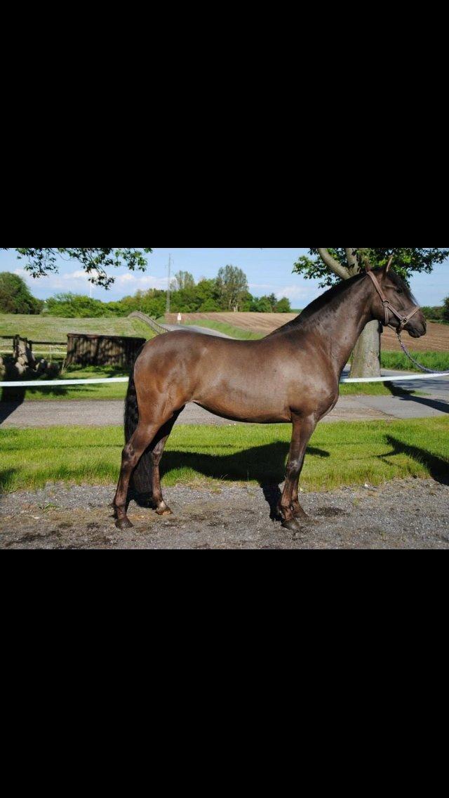 Pura Raza Española Autentica billede 2