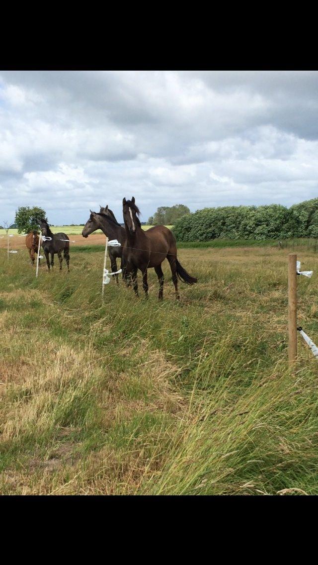 Pura Raza Española Autentica billede 5