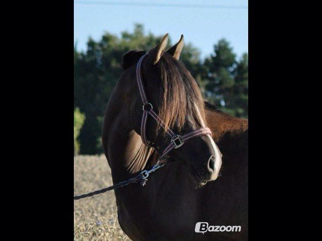 Pura Raza Española Autentica billede 10