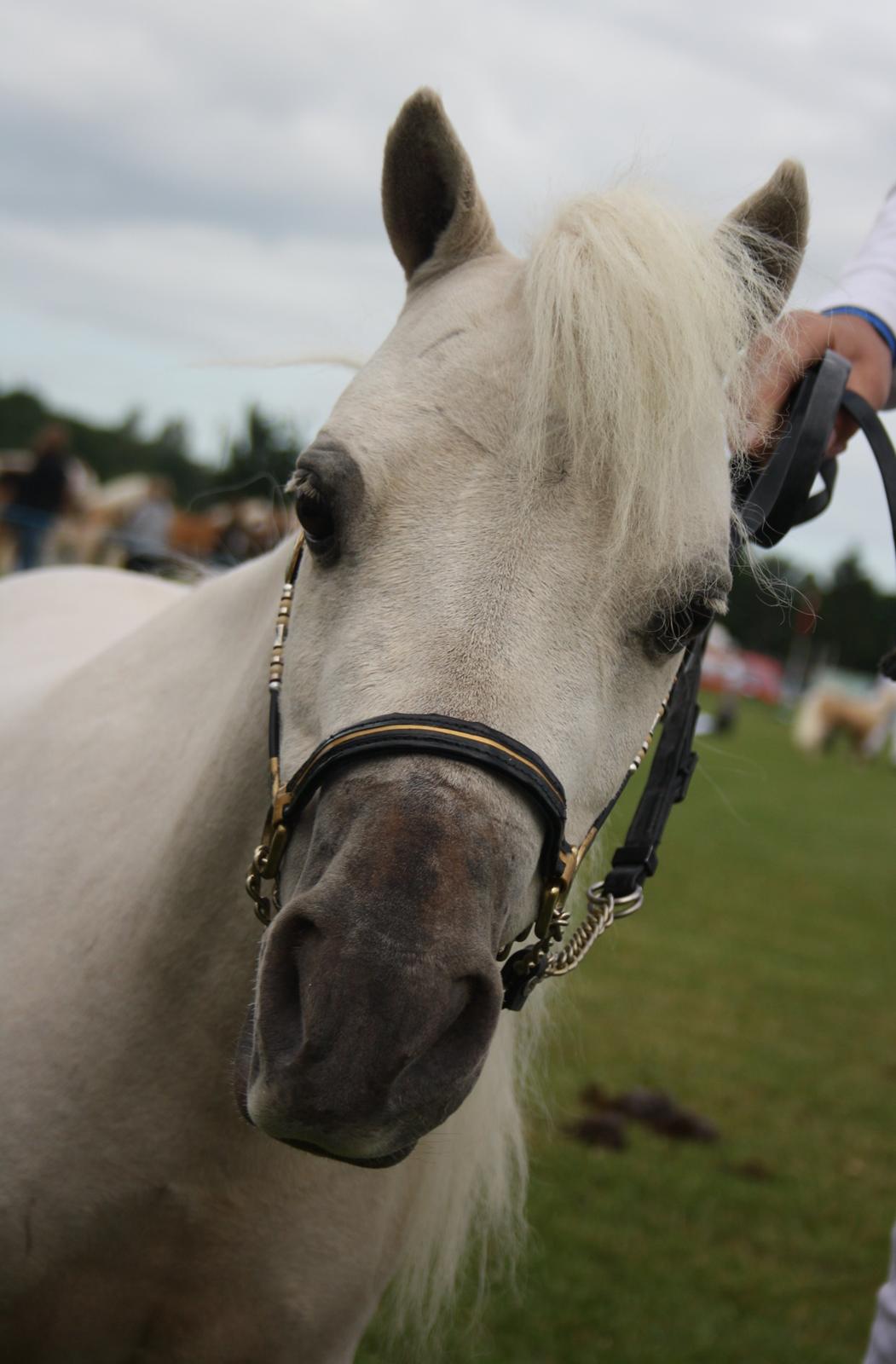 Amerikansk Miniature Teglmosens Sundance Whiz - Hovedbillede på Det Fynske Dyrskue 2014 billede 17