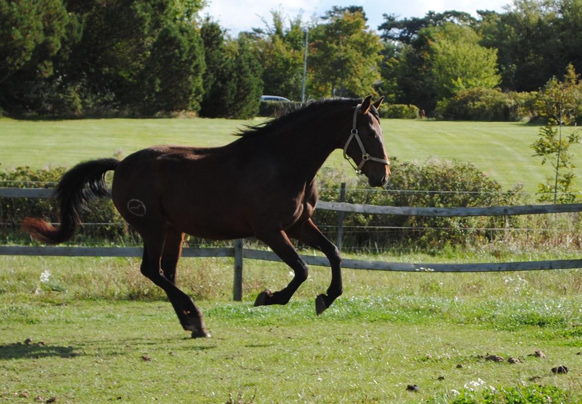 Pura Raza Española •*Menta CV*• billede 3
