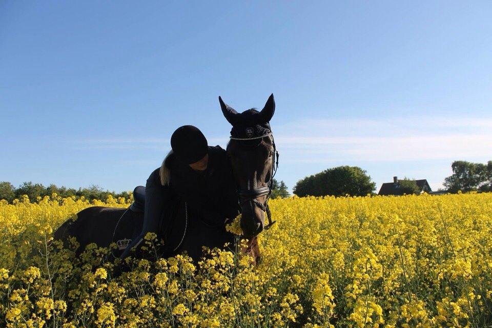 Dansk Varmblod Ørevadbros Dior - Grisen og jeg er lige model i rapsen. billede 2