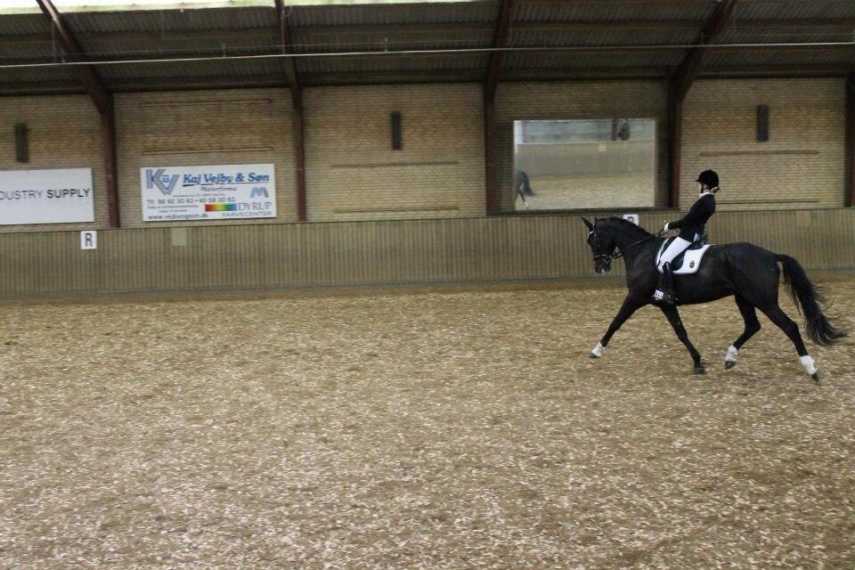 Dansk Varmblod Ørevadbros Dior - Stævne i Hjørring, super godt stævne, med procenter til over 70 alle dagene i LA-klasserne. billede 3