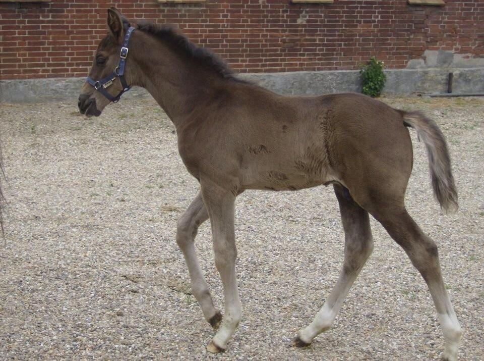 Dansk Varmblod Ørevadbros Dior - Følle-bølle Dior-gris. <3 billede 4