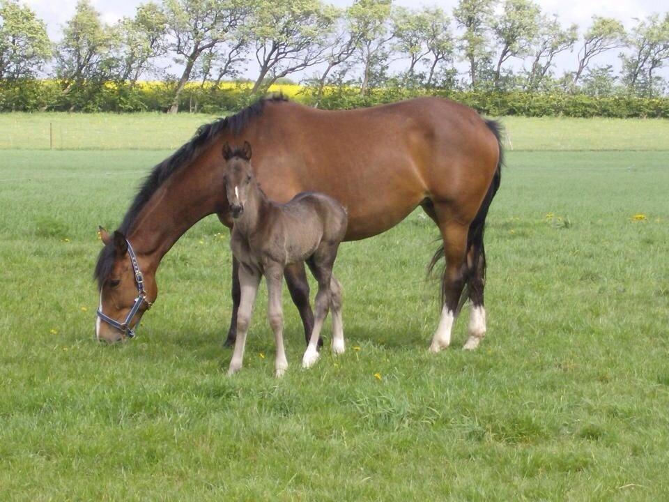 Dansk Varmblod Ørevadbros Dior - Grisen med sin smukke mor, Ørevadbros Chanel. billede 5