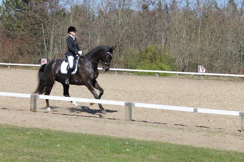 Dansk Varmblod Ørevadbros Dior - Stævne i Hjørring, super lydig hest. Det stævne startede vi efter jeg havde haft ham i 4 måneder. billede 6