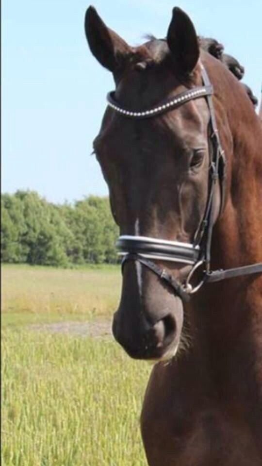 Dansk Varmblod Ørevadbros Dior - Grisen stod model for vores sponsorer Hjallerup Maskinforretning fra Brønderslev afdelningen. Her er han iført en super smuk OS trense. billede 9