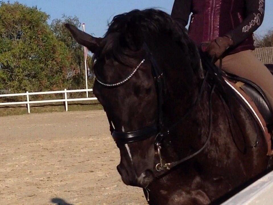 Dansk Varmblod Ørevadbros Dior - Første gang grisen har kandar på, han fungere lige så fint på kandar som på trense. Super stolt. <3 billede 10