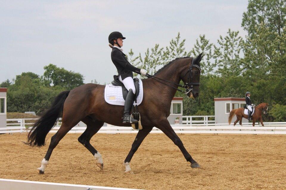 Dansk Varmblod Ørevadbros Dior - DYD-stævnet i Hjallerup, han var en kæmpe stjerne. <3 billede 11