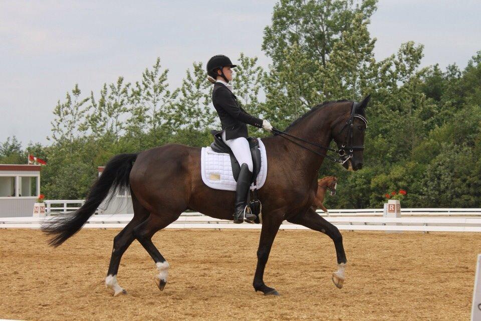 Dansk Varmblod Ørevadbros Dior - DYD-stævnet i Hjallerup, han var en kæmpe stjerne. <3 billede 12