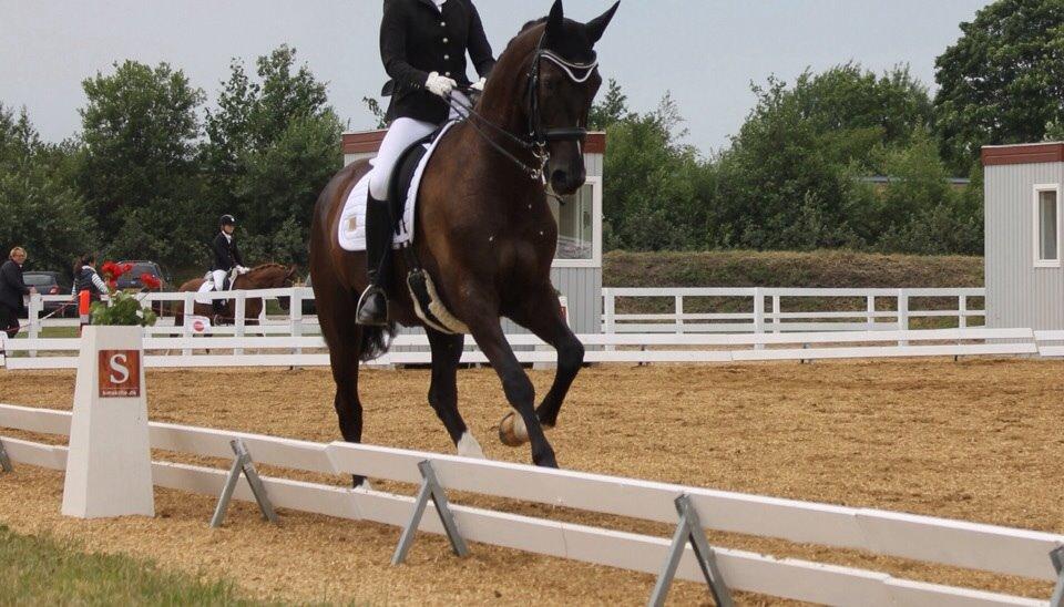 Dansk Varmblod Ørevadbros Dior - DYD-stævnet i Hjallerup, han var en kæmpe stjerne. <3 billede 13