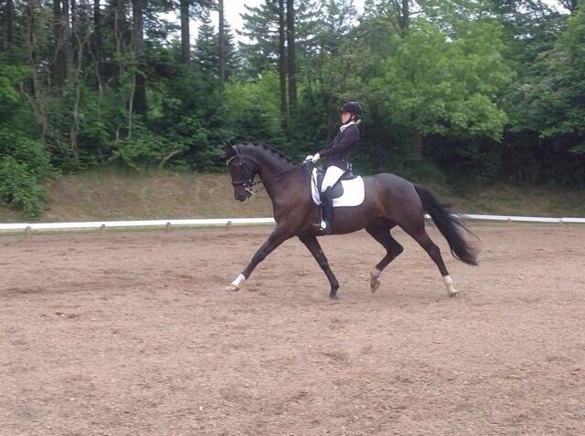 Dansk Varmblod Ørevadbros Dior - Et super godt stævne på Mors, grisens første MB3 til over 65% Kan ikke andet end at være stolt! <3 billede 15