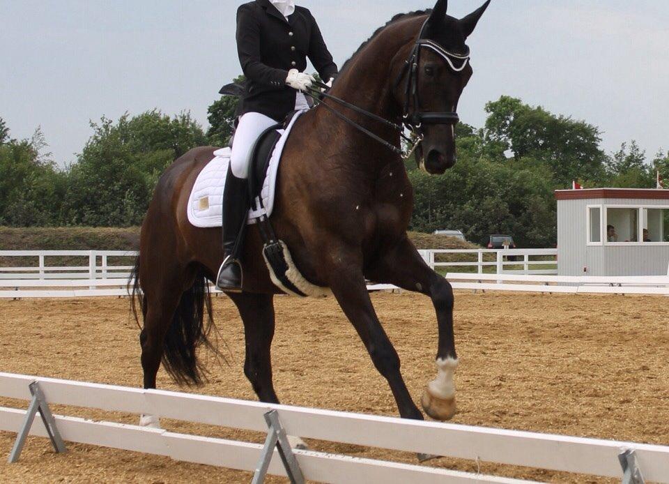 Dansk Varmblod Ørevadbros Dior - DYD-stævnet i Hjallerup, han var en kæmpe stjerne. <3 billede 14