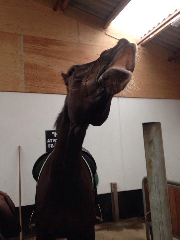 Dansk Varmblod Ørevadbros Dior - Grisen er en sand charmer. <3 billede 18