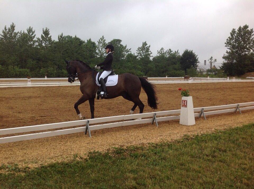 Dansk Varmblod Ørevadbros Dior - DYD-stævnet i Hjallerup, han var en kæmpe stjerne. <3 billede 20