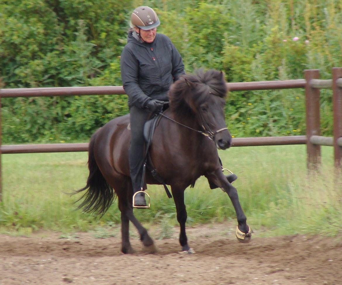 Islænder Fina fra Døesbæk billede 6