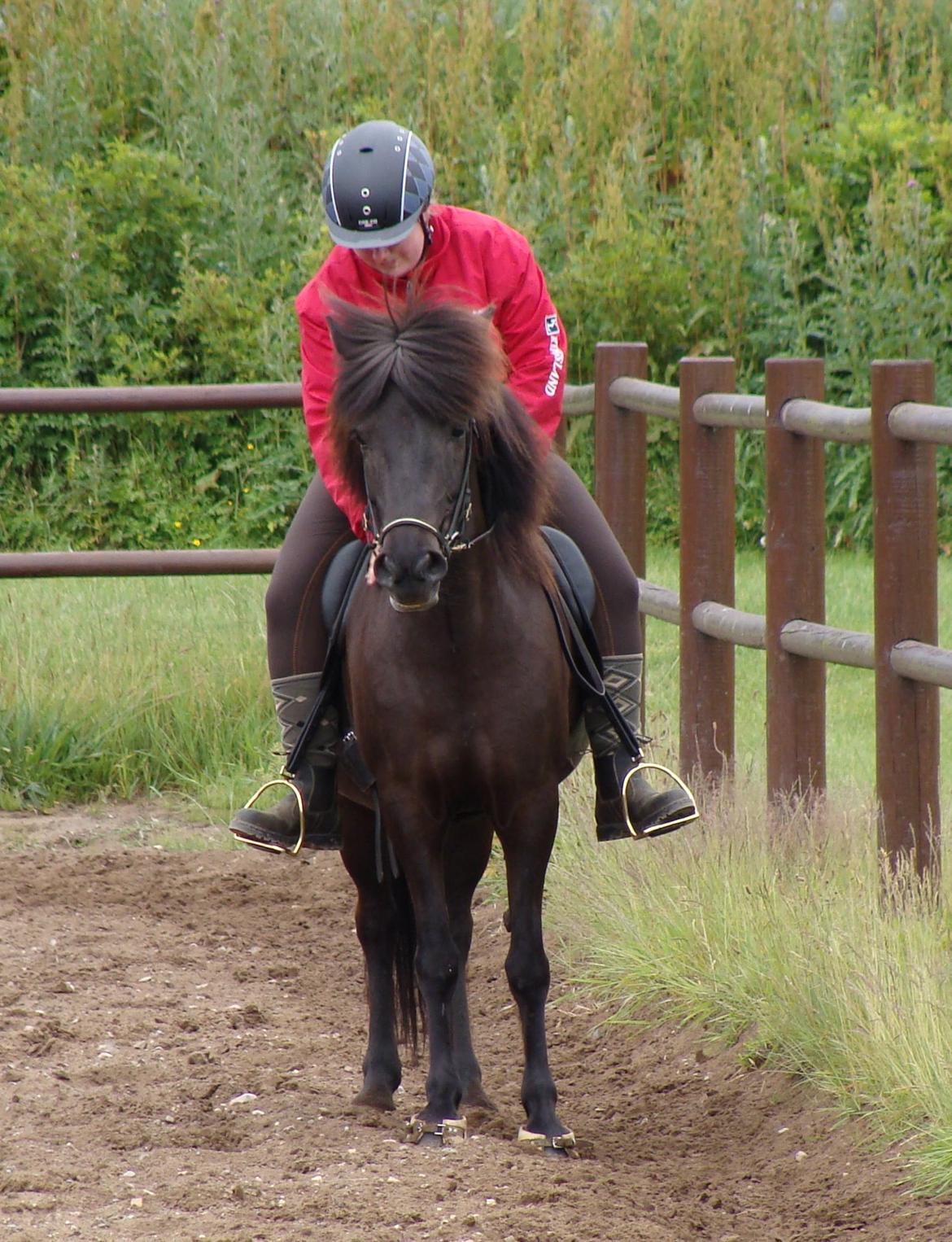 Islænder Fina fra Døesbæk billede 7
