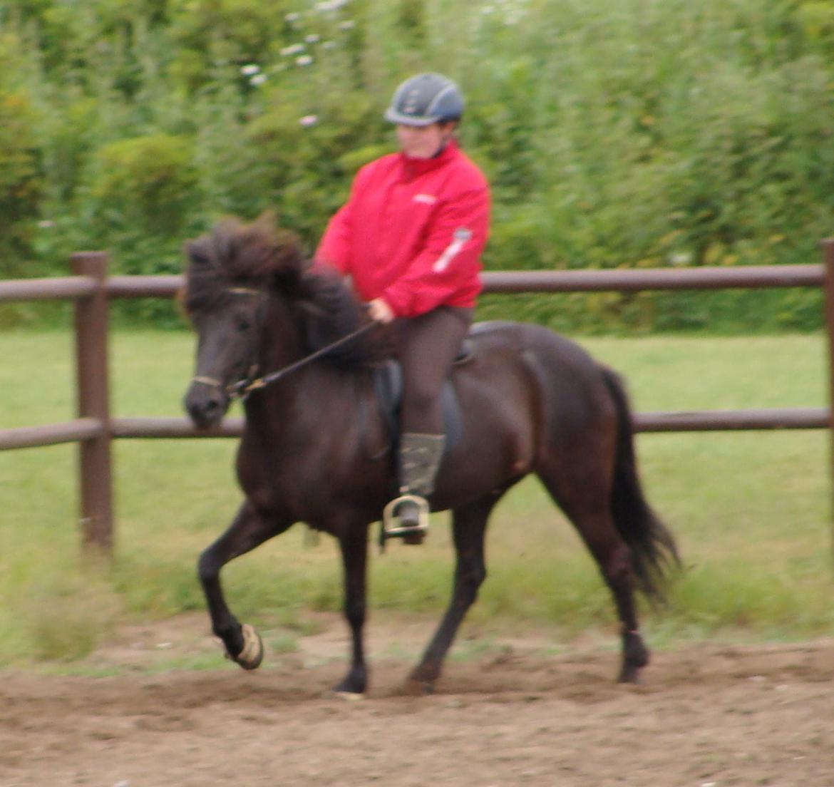 Islænder Fina fra Døesbæk billede 8