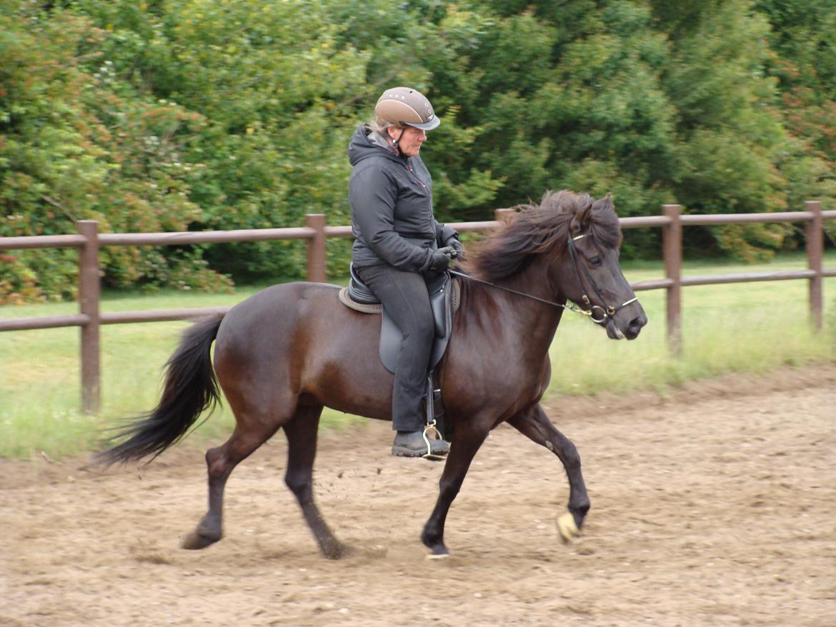 Islænder Fina fra Døesbæk billede 13