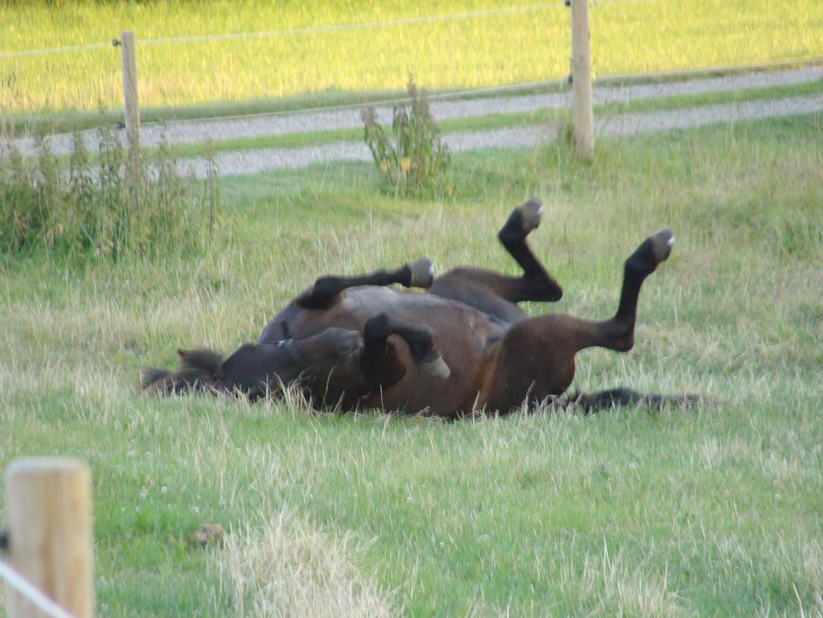 Islænder Fina fra Døesbæk billede 16