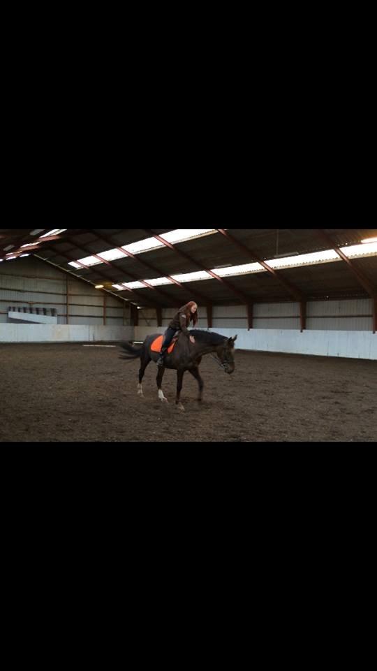 Dansk Varmblod Spangaard´s domminic billede 4