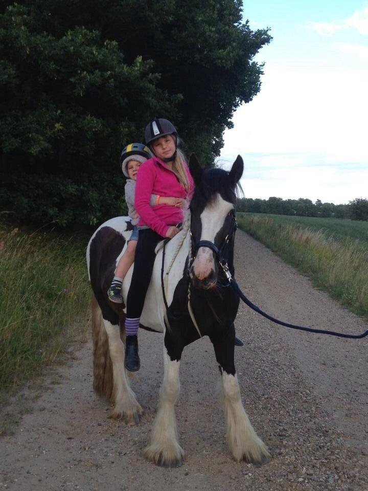 Irish Cob shadow billede 25