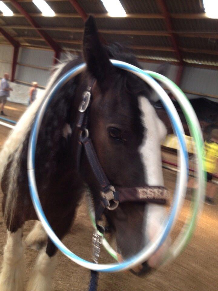 Irish Cob shadow billede 26