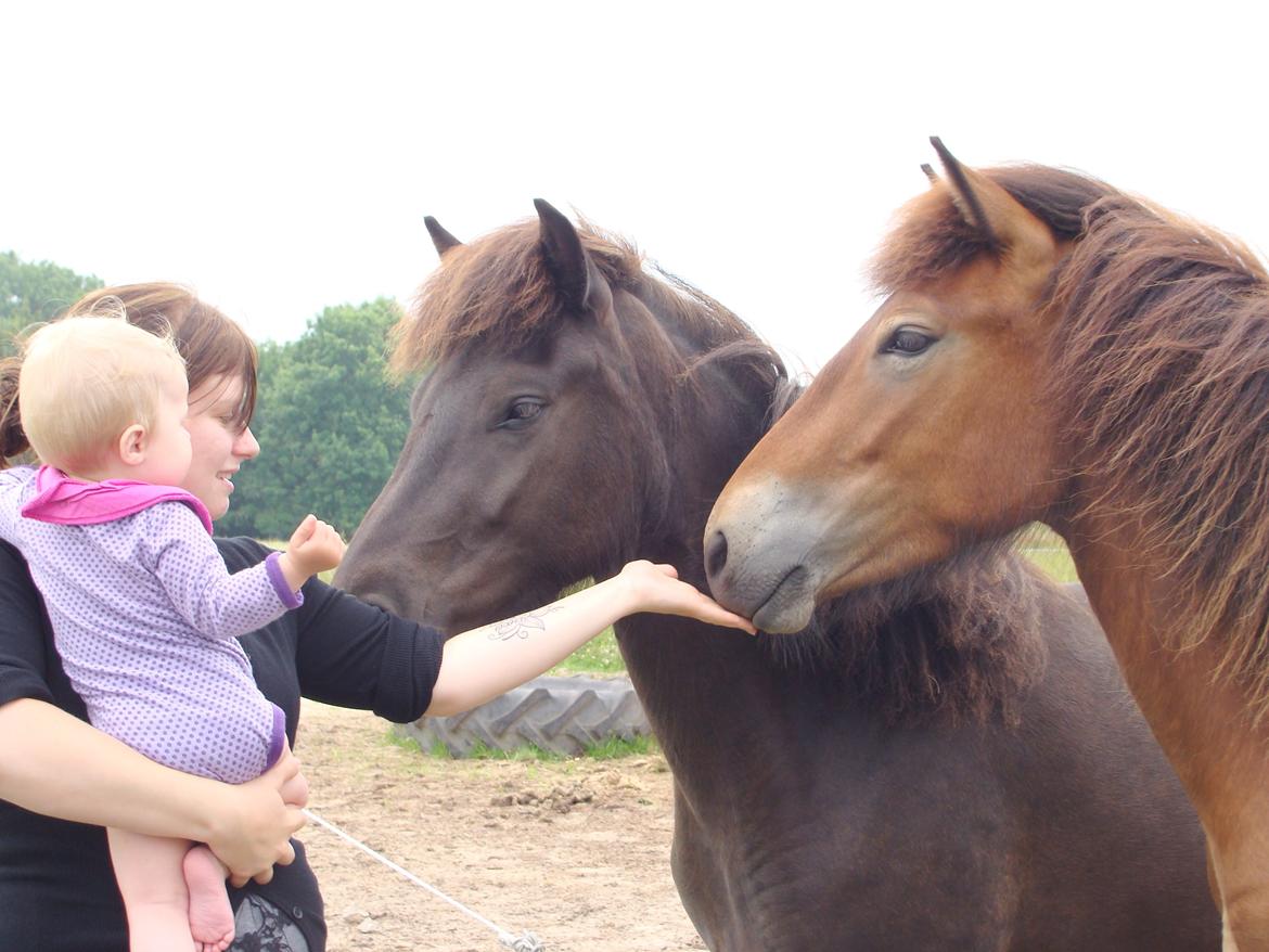 Islænder Faxnir fra Østervang billede 19