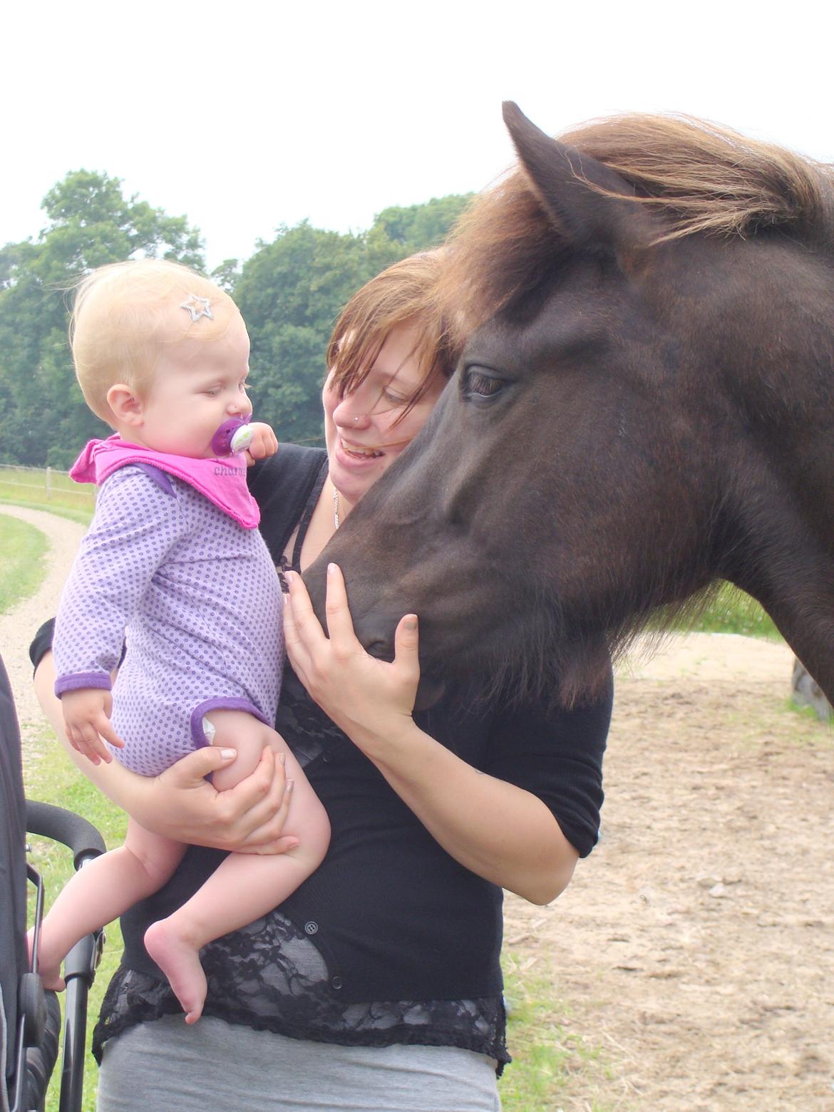 Islænder Harpa fra Klim Bjerg billede 5