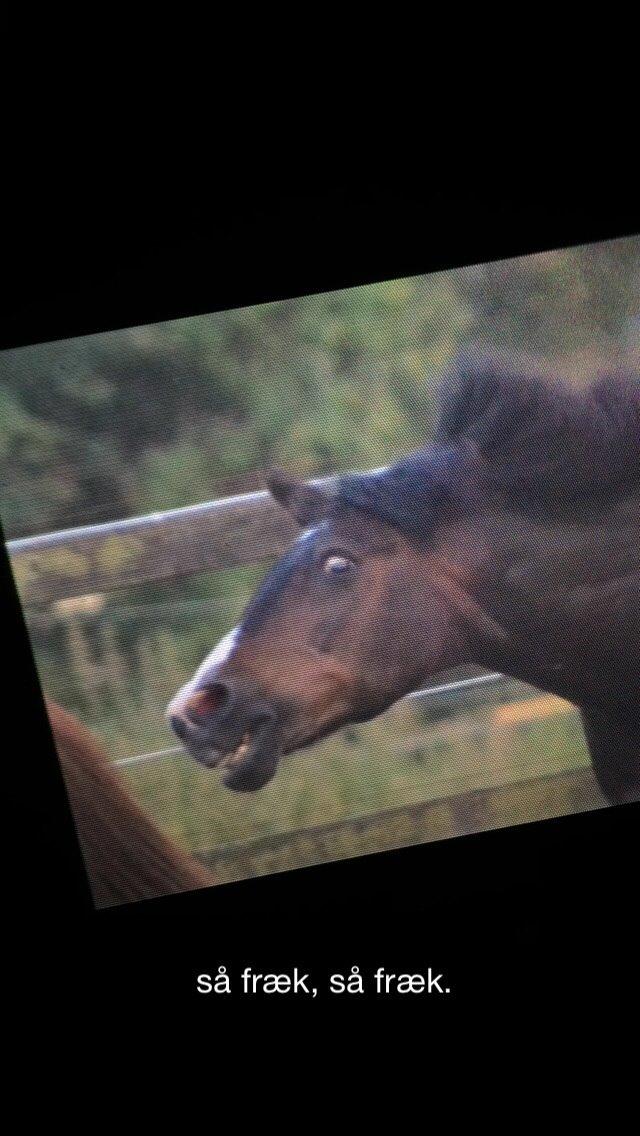 New Forest Kroghøjs Tango.  billede 17