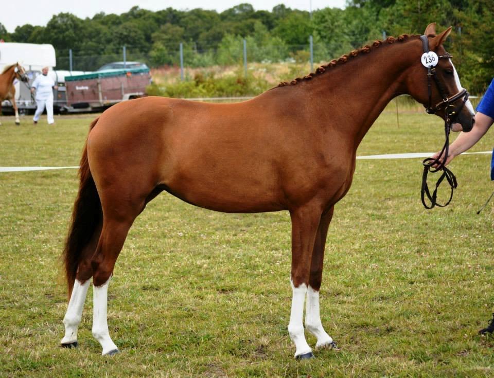 Welsh Partbred (Sec F) Struntze's Wanna' Play R.I.P - En træt wimse , Landsskue 2014 billede 3