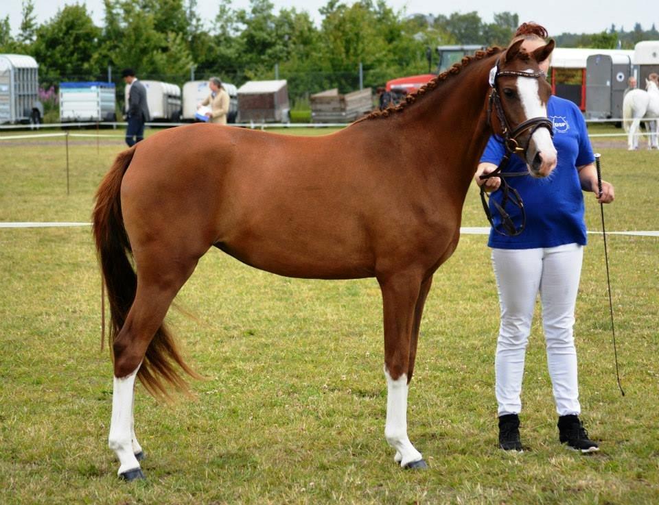 Welsh Partbred (Sec F) Struntze's Wanna' Play R.I.P - Landsskue 2014 billede 1