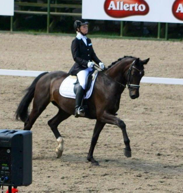 Dansk Varmblod Drisdals Co-Co Chanel RDH billede 3