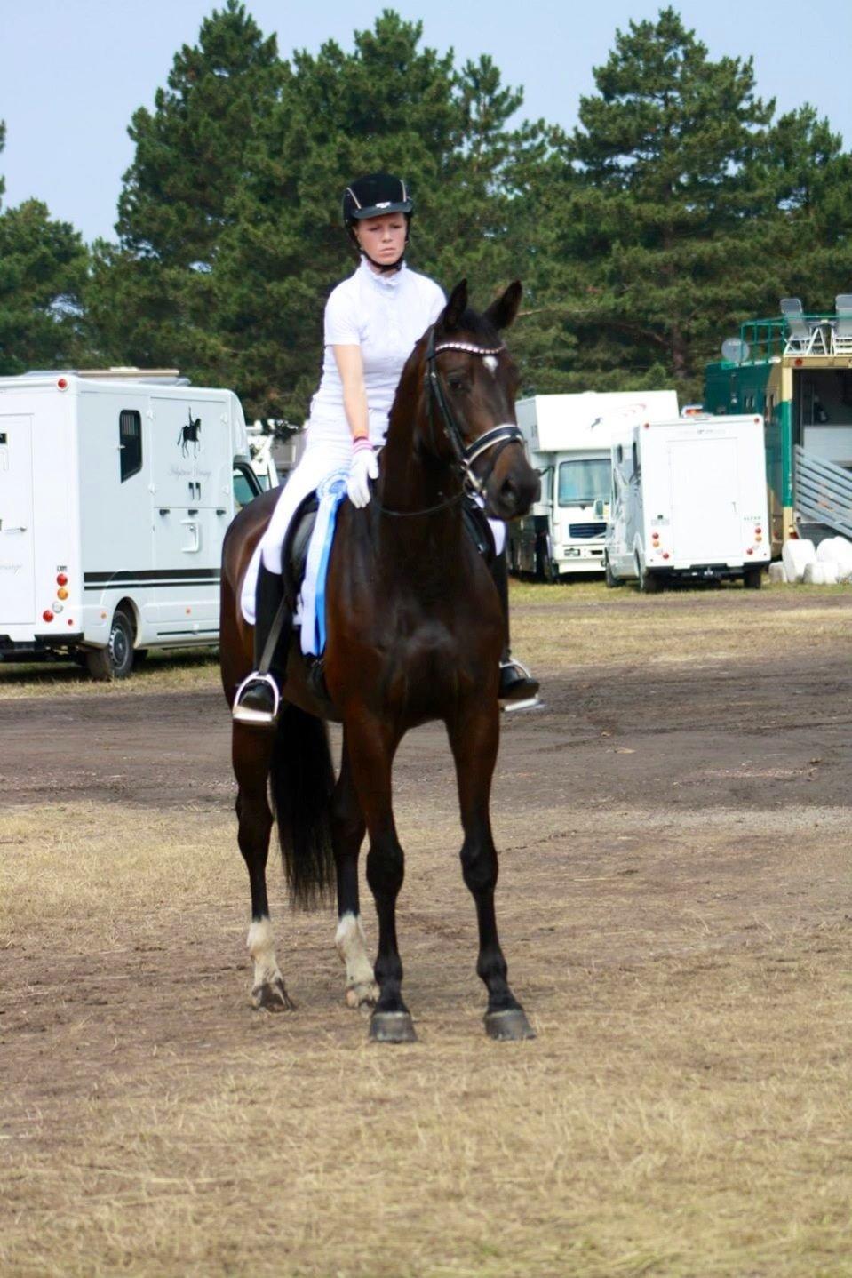 Dansk Varmblod Drisdals Co-Co Chanel RDH billede 4