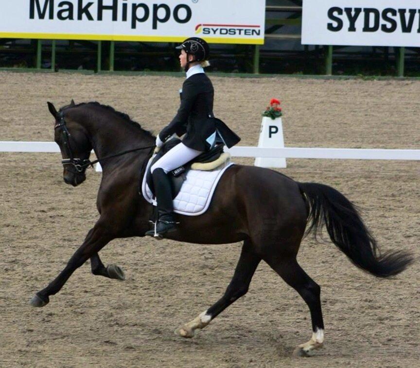 Dansk Varmblod Drisdals Co-Co Chanel RDH billede 5