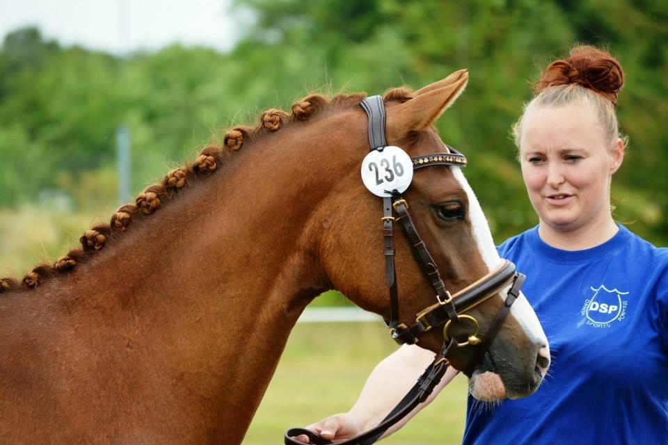 Welsh Partbred (Sec F) Struntze's Wanna' Play R.I.P billede 2