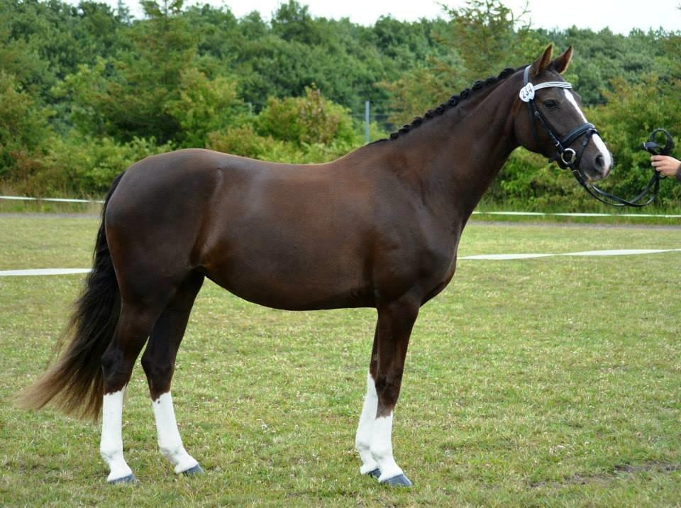 Welsh Partbred (Sec F) Struntze's MasterPiece BRSDH 630 - Landsskue 2014 billede 7